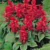 Red Salvia/ Scarlet Sage Flower Seeds