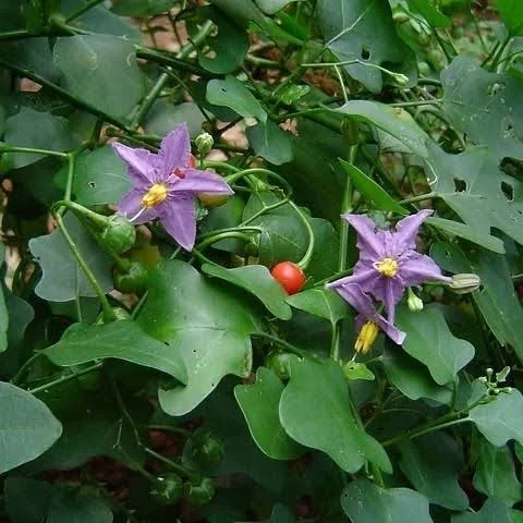 Thuthuvalai Plant - Solanum Trilobatum
