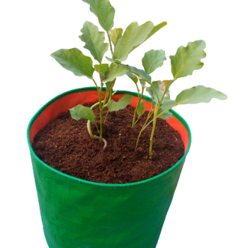 10x10_brinjal-removebg-preview