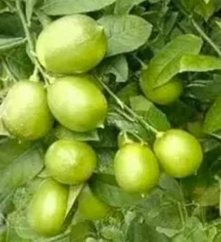 Balaji Lemon