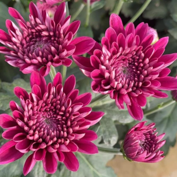 Screenshot 2025-04-02 164402