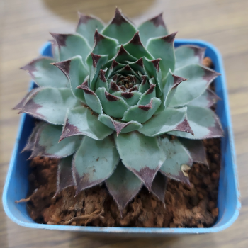 Sempervivum Common Houseleek