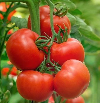 Tomato